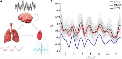 Complexity synchronization in living matter: a mini review
